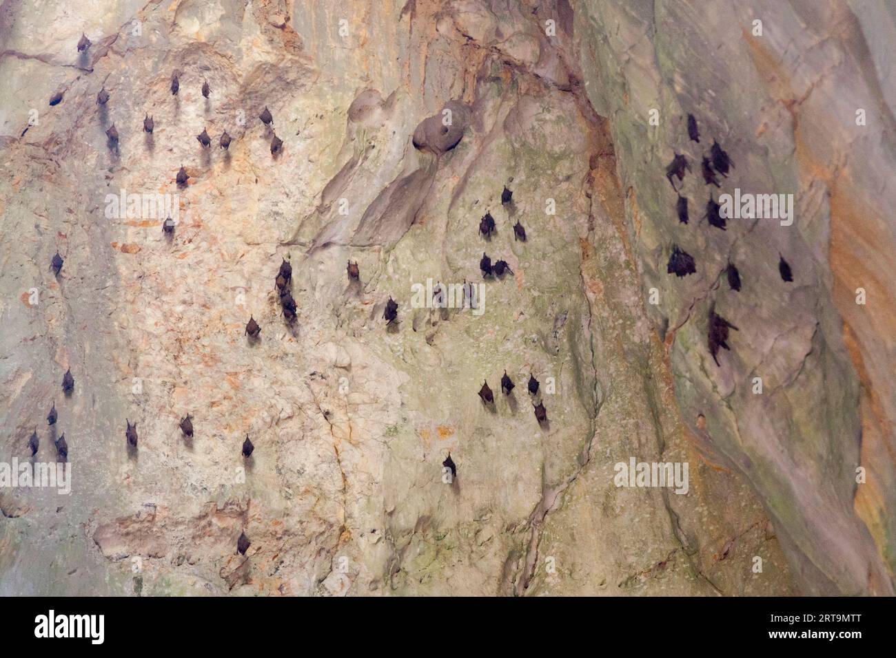 Fledermäuse hing an der Decke der Van Thong-Höhle in den Marmorbergen. Stockfoto