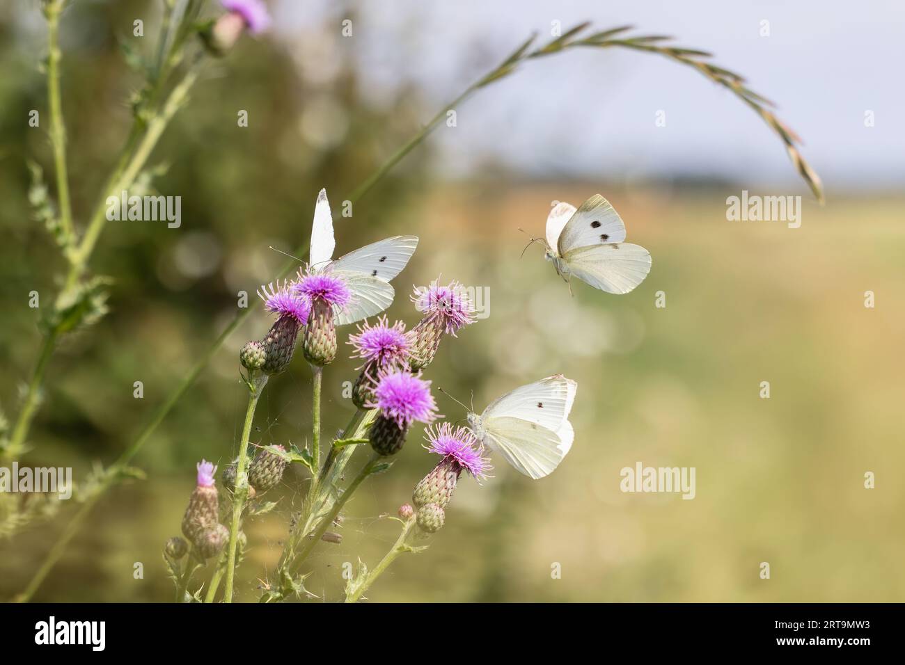 Bild von Kohlweißfalter, die Distelblüten am Rande eines Feldes besuchen Stockfoto