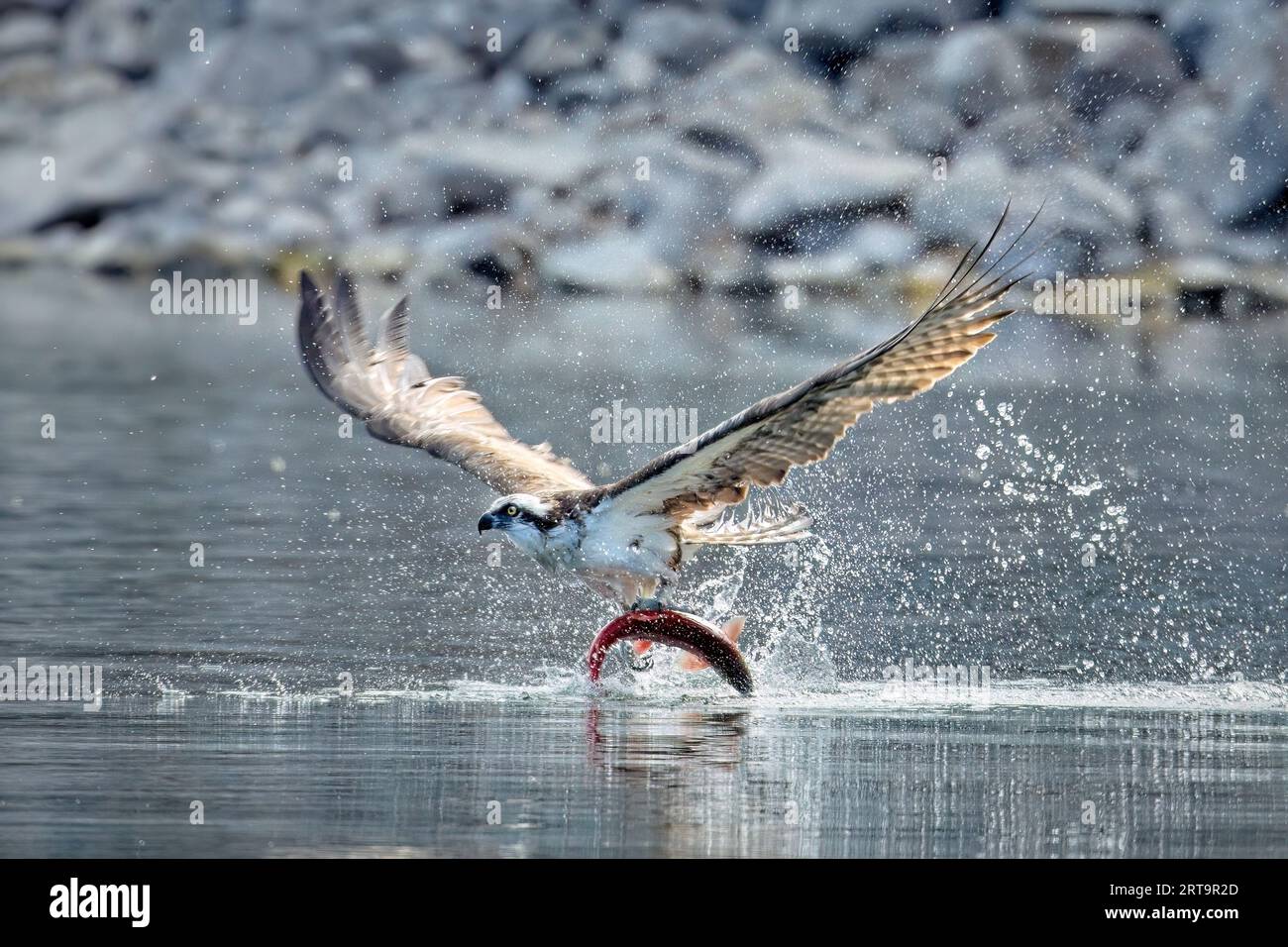 Ein großer Fischadler fängt einen roten Lachs und fliegt vom Wasser in Nord-Idaho ab. Stockfoto