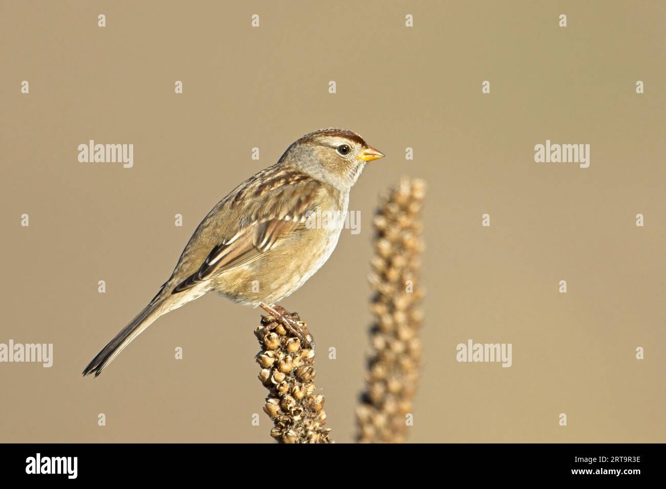 Ein kleiner, süßer Lincoln's Sparrow steht auf einer trockenen Pflanze auf einer Wiese in der Nähe von Liberty Lake, Washington. Stockfoto