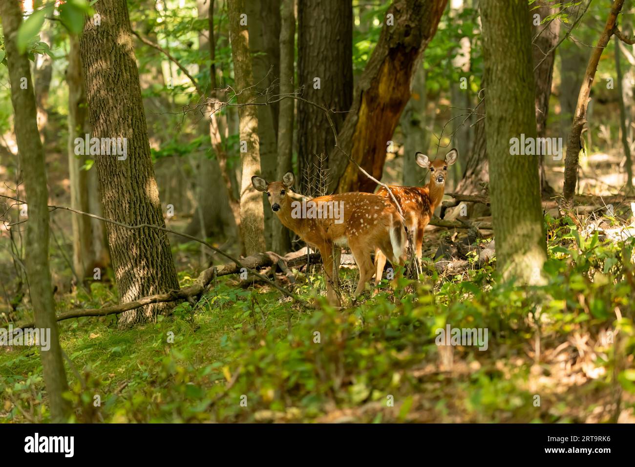 Weißschwanzhirsch oder Jungfernhirsch (Odocoileus virginianus) Stockfoto