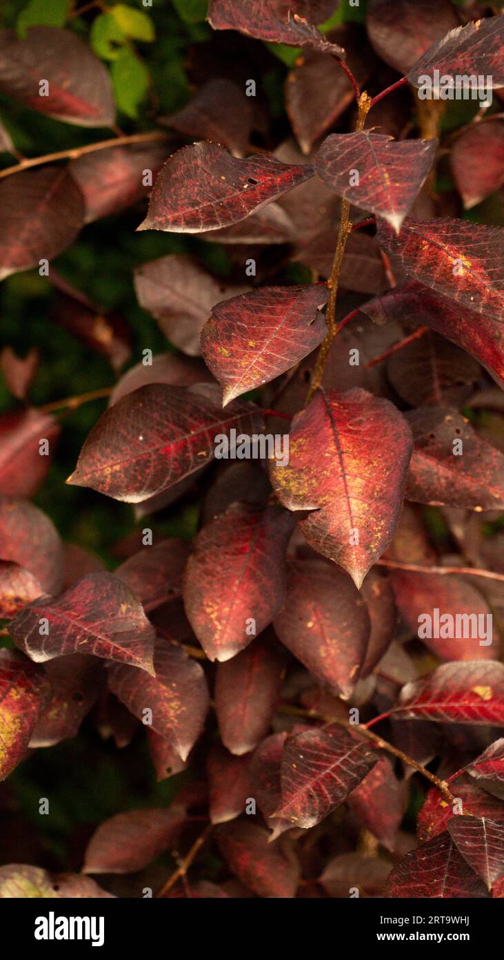 Rote Blätter im Herbst Stockfoto