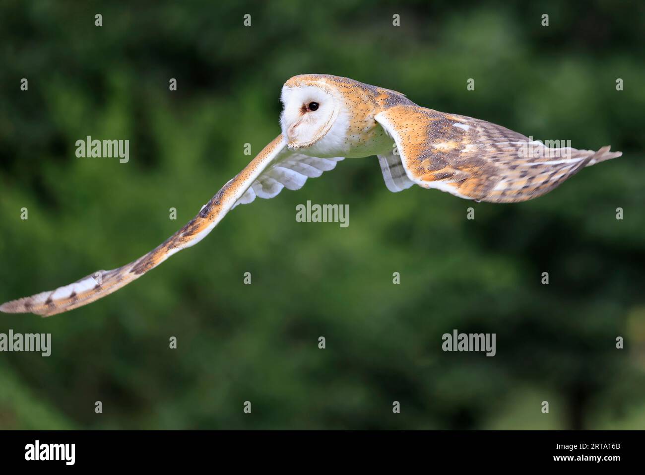 Barn Owl in Flight, Quebec, Kanada Stockfoto
