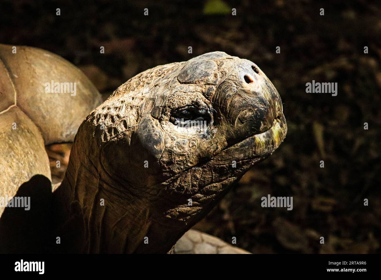 Schildkröte im Fresno Chaffee Zoo Stockfoto