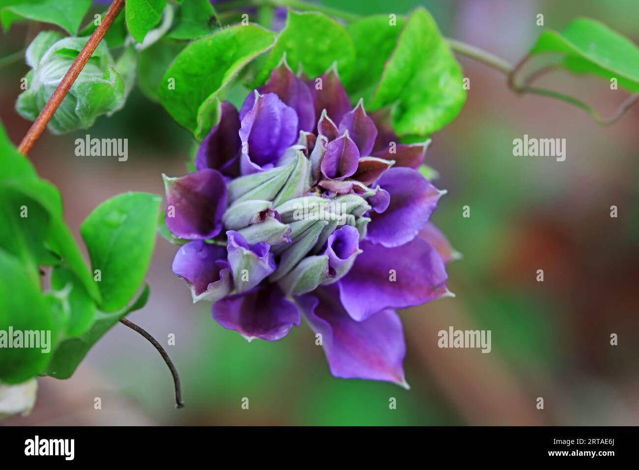 Clematis florida blüht im Garten Stockfoto