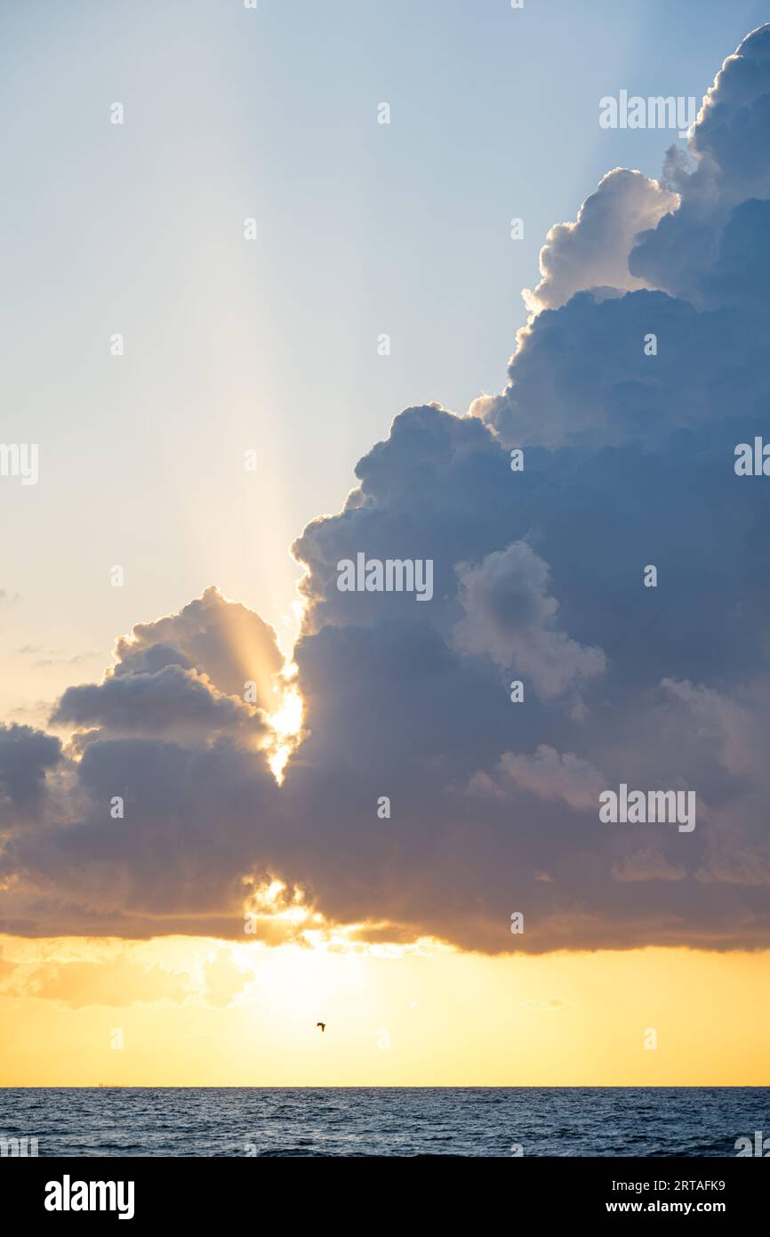 Eine Pelikan-Silhouette in Florida vor der aufgehenden Sonne in South Ponte Vedra Beach, Florida. (USA) Stockfoto