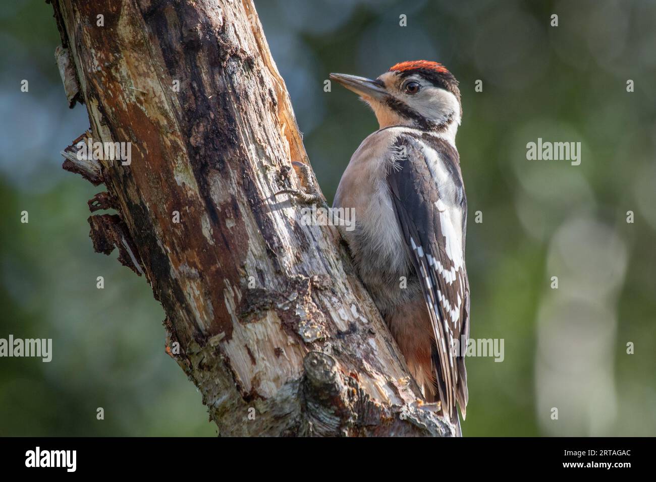 Ein Porträt eines jungen großen gefleckten Spechtes, der auf dem Stamm einer silbernen Birke steht Stockfoto