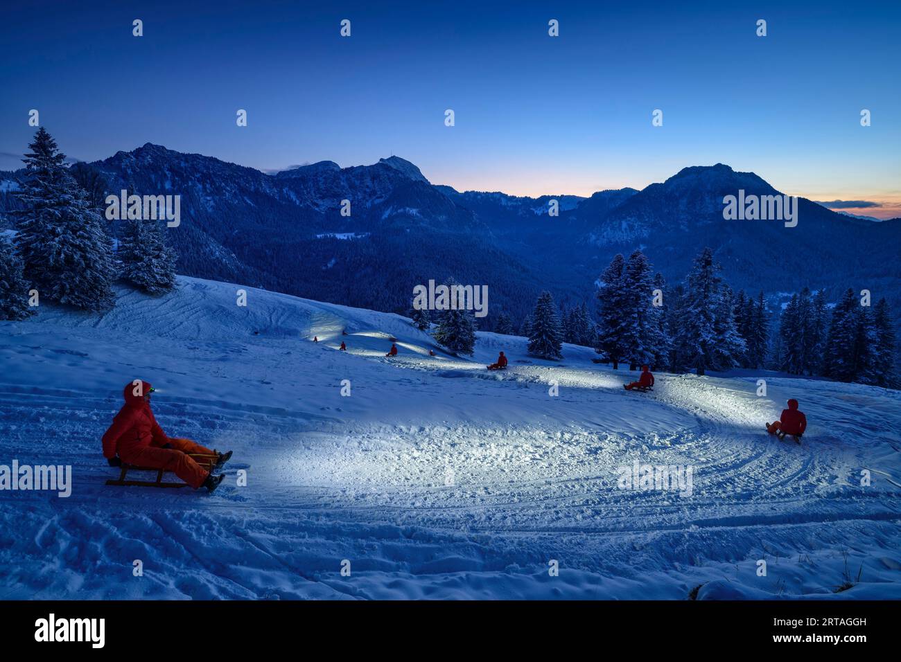 Person fährt im Scheinwerferlicht mit Schlitten von Farrenpoint, Farrenpoint, Bayerische Alpen, Oberbayern, Bayern, Deutschland Stockfoto