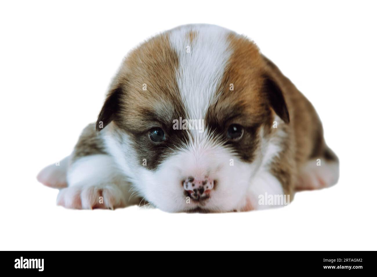 Porträt des erstaunlichen kleinen zwei Monate alten Welpen des Hundes welsh pembroke Corgi, der entspannt auf weißem Hintergrund liegt und auf die Kamera schaut. PET Love, pe Stockfoto