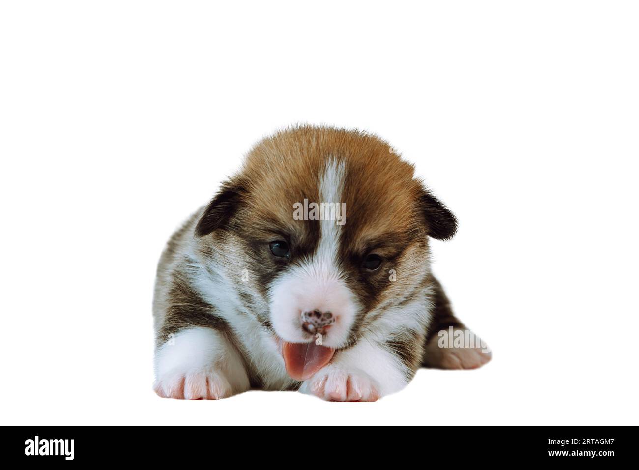 Porträt des schönen braunen weißen zwei Monate alten Welpen des Hundes welsh pembroke Corgi, der auf weißem Hintergrund liegt, mit Zunge und leckender Pfote. PET Love, pe Stockfoto