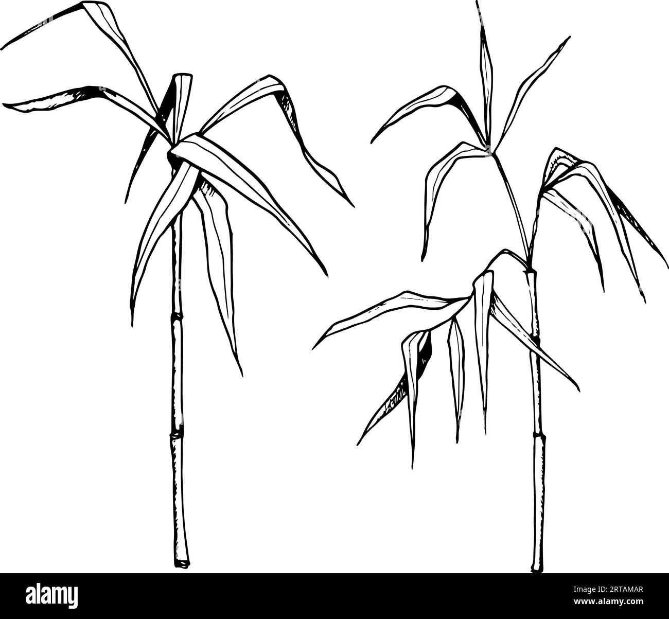 Vektorwachsende Bambusstämme und -Zweige mit Blättern grafisches Illustrationsset. Tropische Natur in Schwarz-weiß Stock Vektor