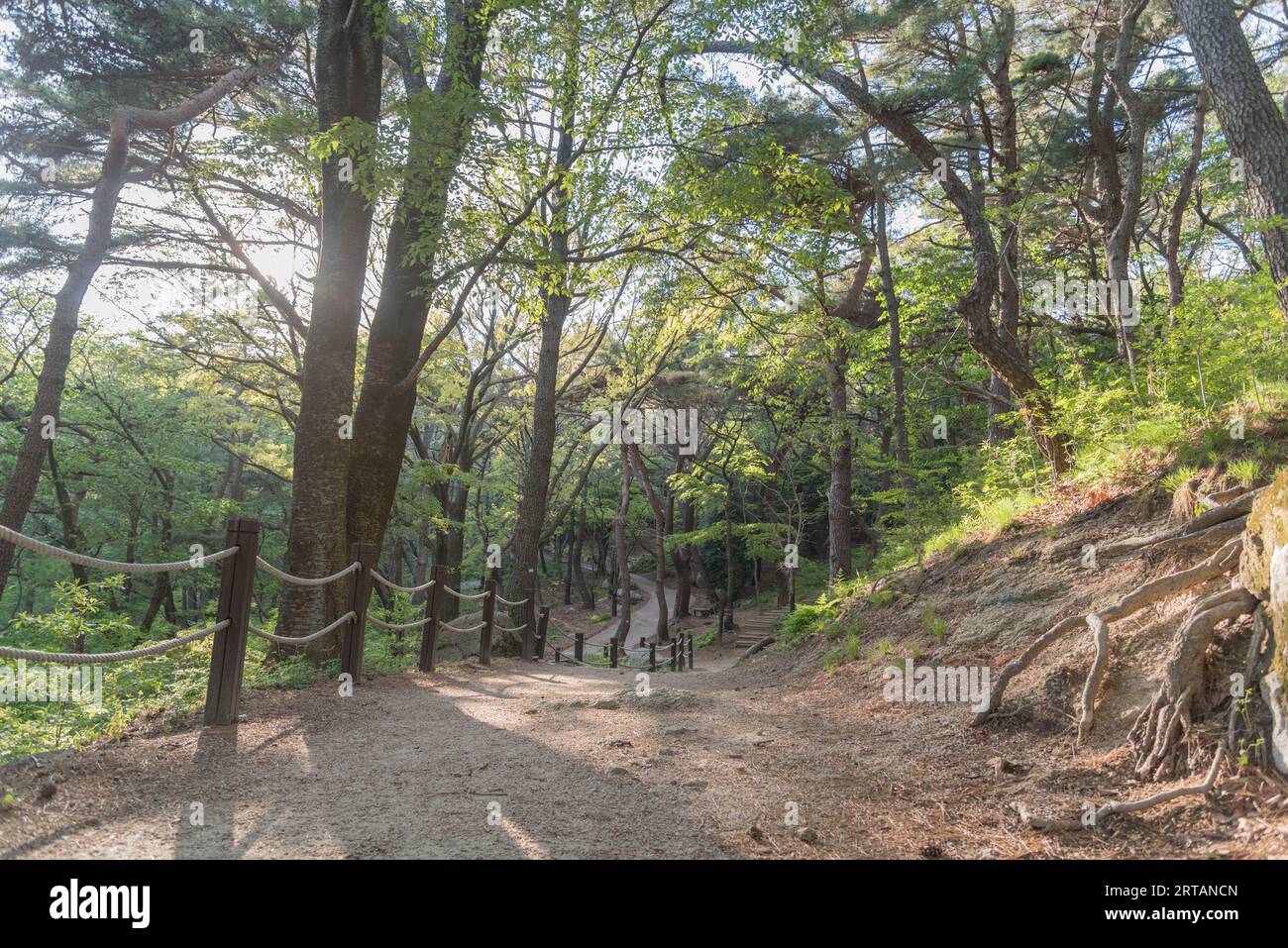 Waldweg mit Sonnenstrahlen, die durch die Bäume kommen. Teil des Wanderwegs im Geumgang Park in Busan, Korea. Stockfoto