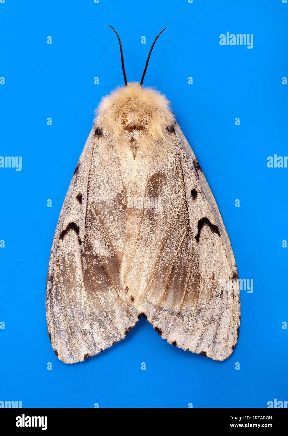 Zigeunermotte, Lymantria dispar, WEIBLICH, auch bekannt als Schwammmotte. Rückenansicht Stockfoto