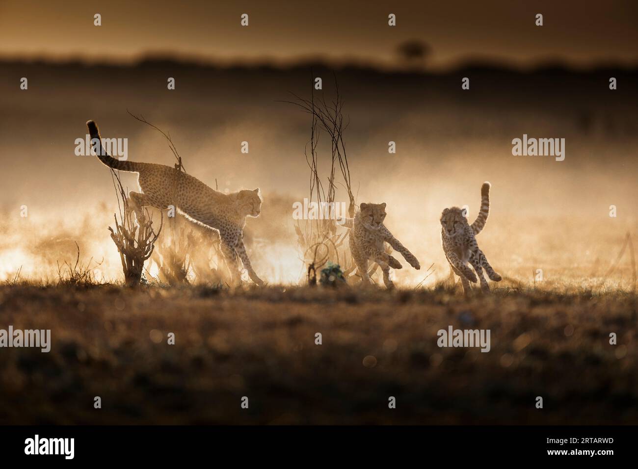 Ein wenig Tageslicht für die Geparden-Familie. Masai Mara National Park, Kenia: NIEDLICHE Bilder von Gepardsmutter Neema, die bei Tagesanbruch mit ihren jungen Jungen spielt Stockfoto