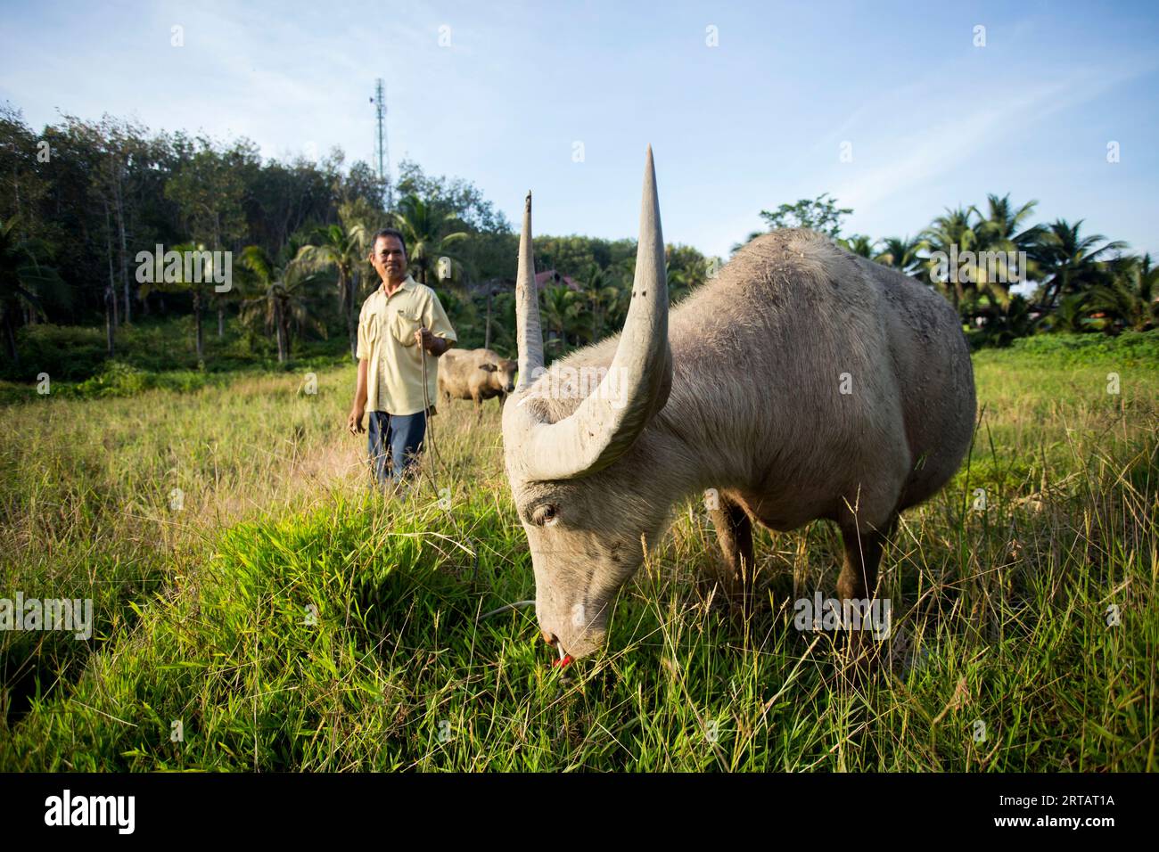 Koh Yao, Thailand; 1. Januar 2023: Ein Farmer auf der Insel Koh Yao mit seinem aktiven Ochsen auf dem Feld. Stockfoto