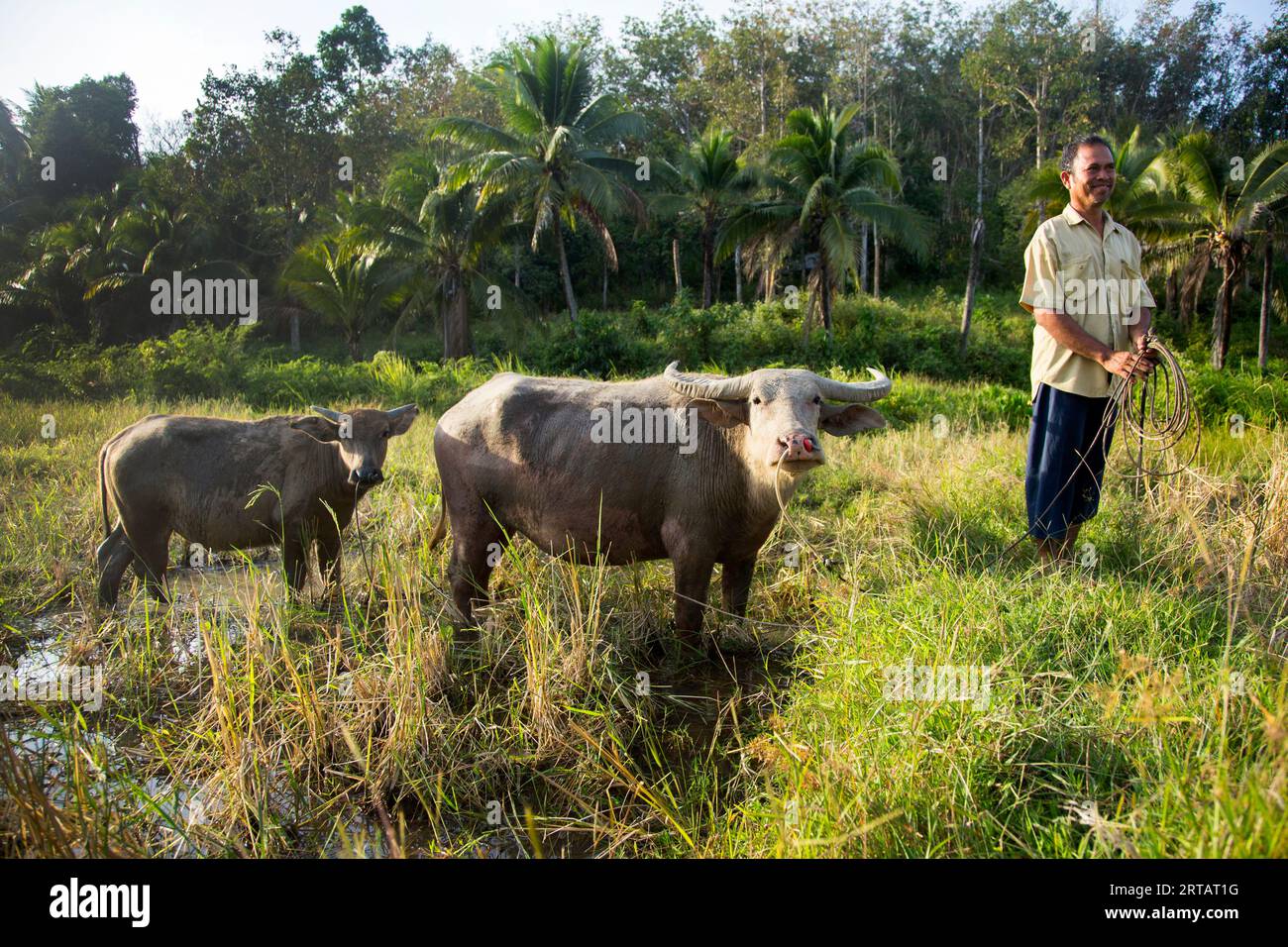 Koh Yao, Thailand; 1. Januar 2023: Ein Farmer auf der Insel Koh Yao mit seinem aktiven Ochsen auf dem Feld. Stockfoto