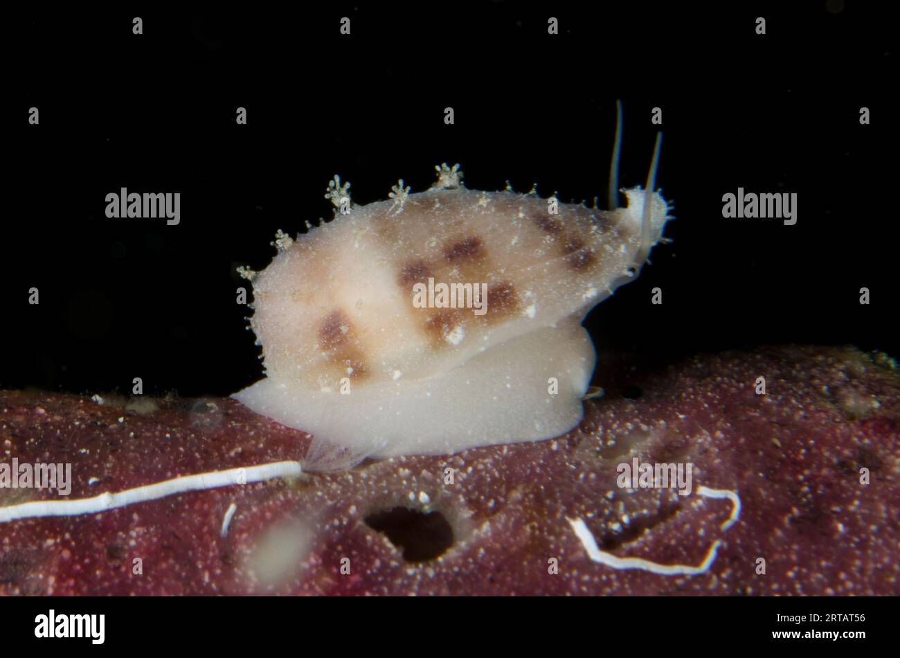 Cowry, Erronea sp, Nachttauchgang, Tauchplatz am Pink Beach, Padar Island, Komodo Nationalpark, Indonesien Stockfoto