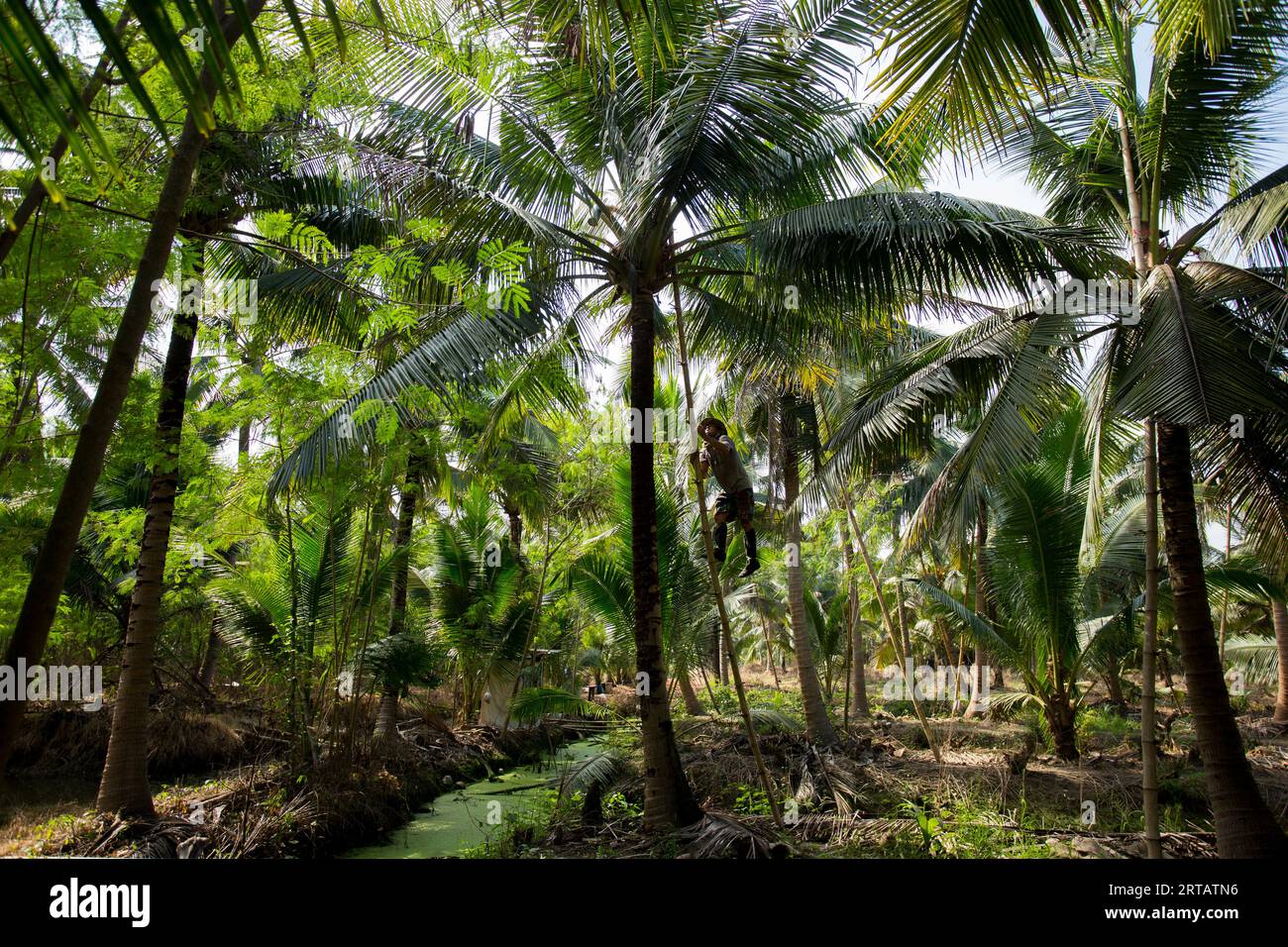 Samut Songkhram, Thailand; 1. Januar 2023: Ein junger Bauer, der auf einer Bio-Kokosnussplantage arbeitet. Stockfoto