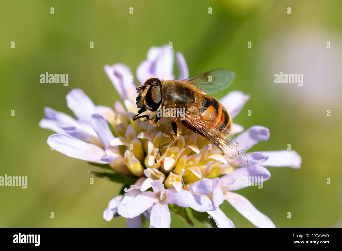 Eine Biene auf einer Blume auf der Suche nach Nektar Stockfoto