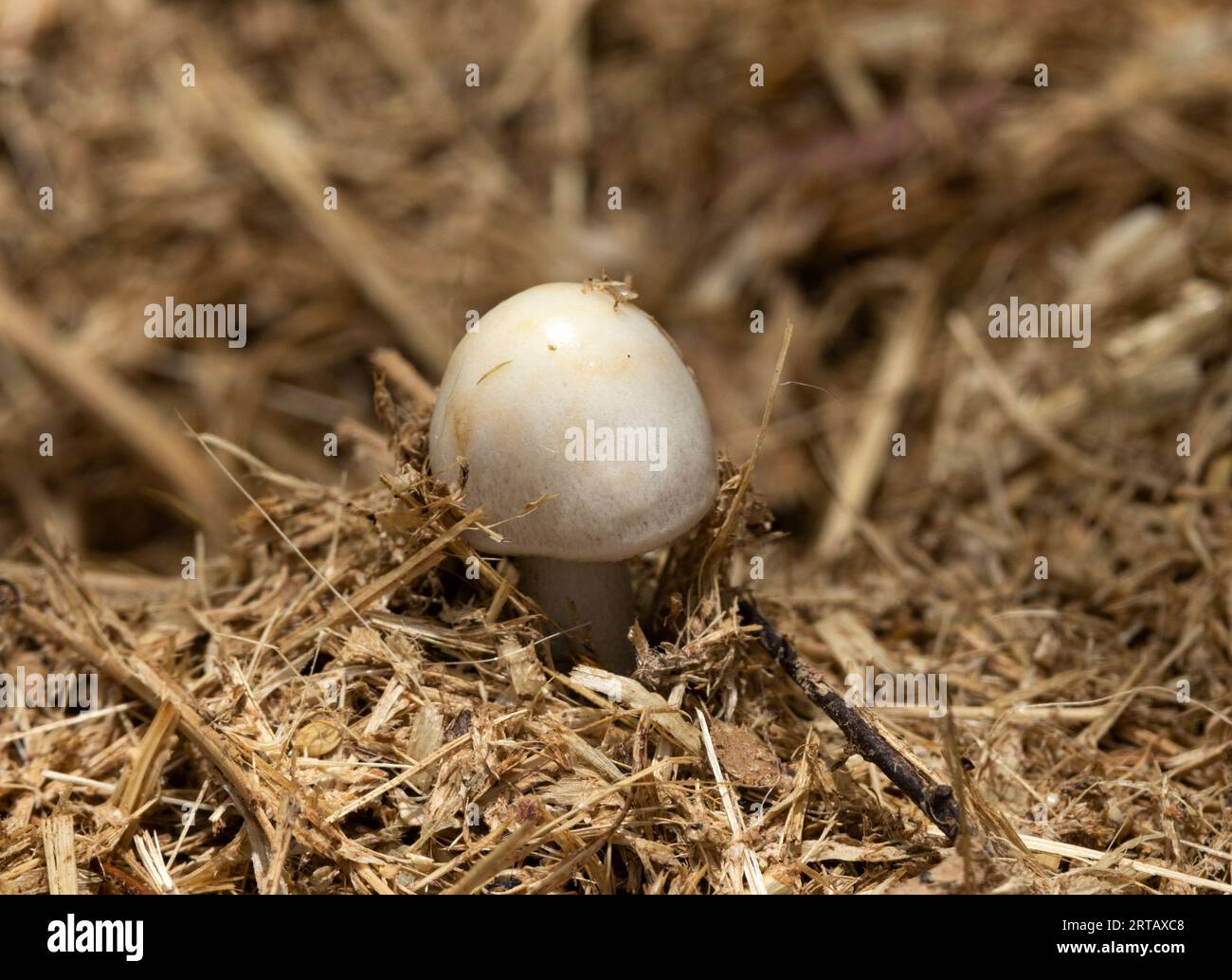 Der Dung Roundhead ist ein häufiger Pilz, der mit Herbivorenkot in Verbindung gebracht wird. Sie sind kleine, glatt gekapselte Pilze, die nicht essbar sind. Stockfoto