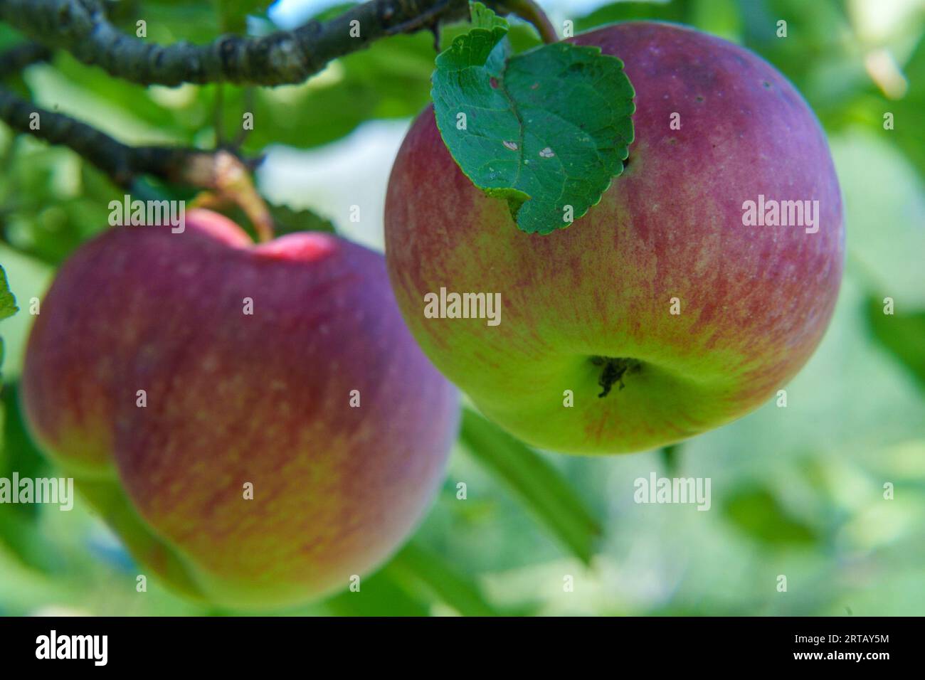 Ein lebendiges und farbenfrohes Bild eines fruchtbaren Apfelbaums mit Reifen Äpfeln, die zur Ernte bereit sind Stockfoto