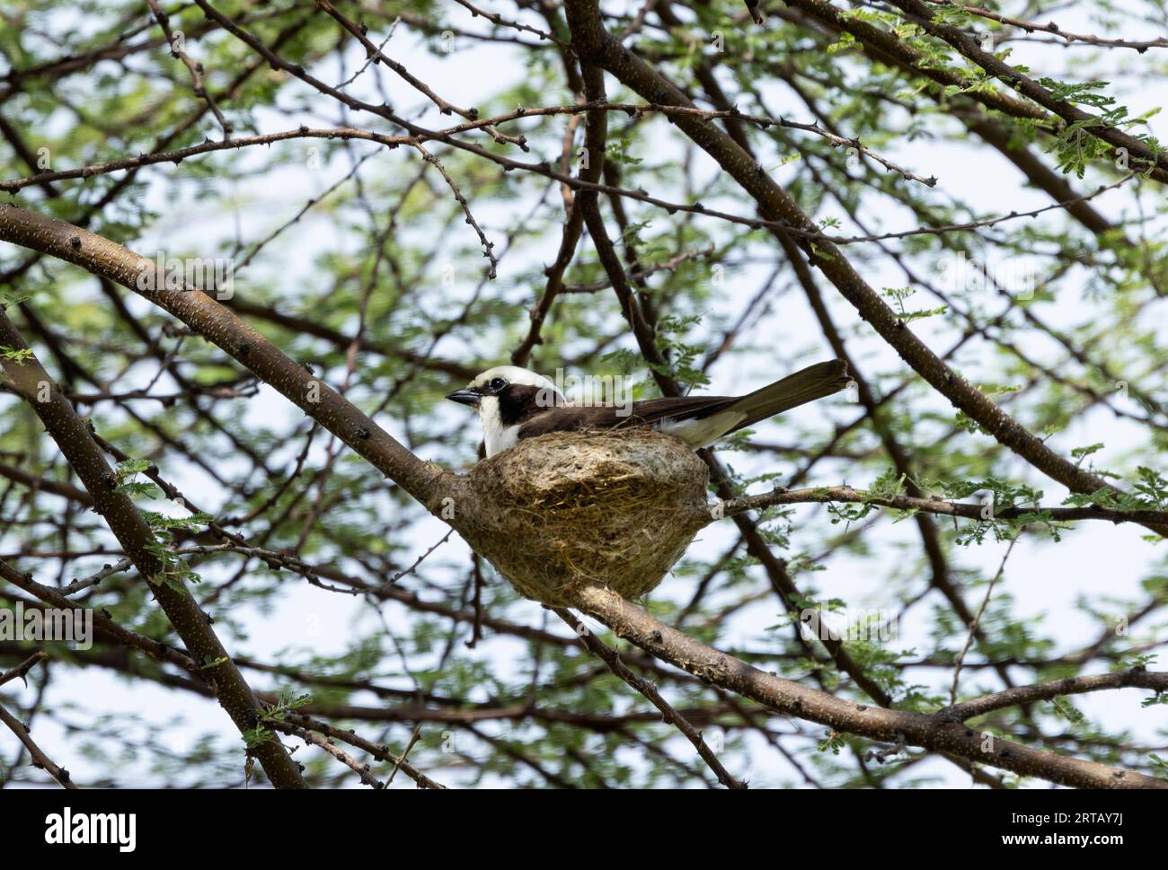 Die Nordweißkrossen leben in Familiengruppen, in denen junge Menschen bleiben, um Eltern bei der Erziehung ihrer Geschwister zu helfen. Sie bauen ein sauberes, tassenförmiges Nest. Stockfoto