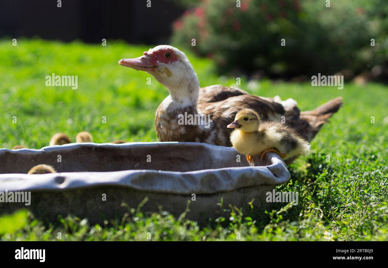 Ein Gosling trinkt Wasser aus einer Trinkschale auf einem grünen Rasen im Innenhof eines Landhauses 3 Stockfoto