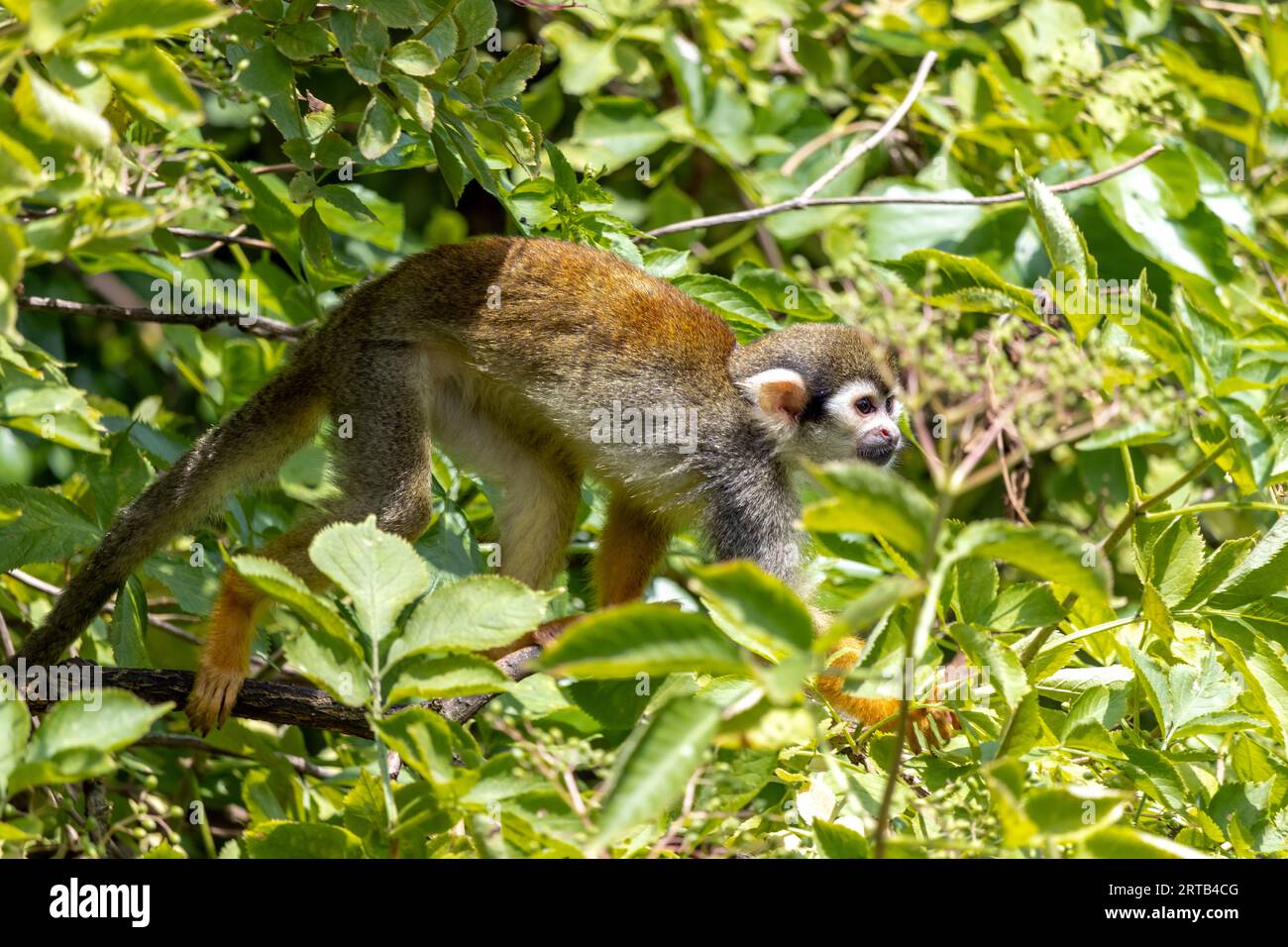 Ein Eichhörnchen Affen (Saimiri sciureus) auf einem Baum Stockfoto