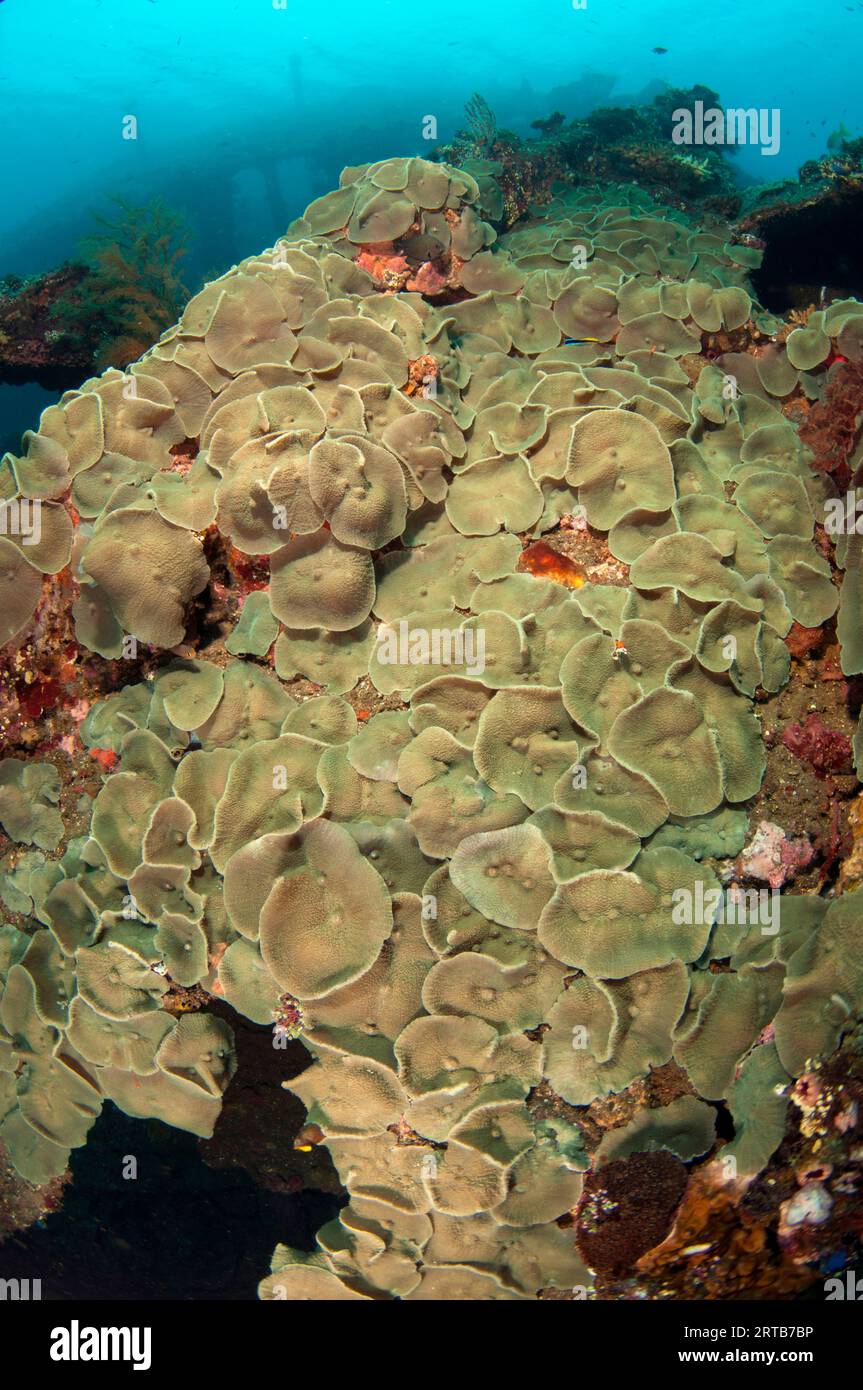 Corallimorphs, Platyzoanthus mussoides, an der Außenseite des Wracks, Liberty Wrack Tauchplatz, Tulamben, Karangasem, Bali, Indonesien Stockfoto