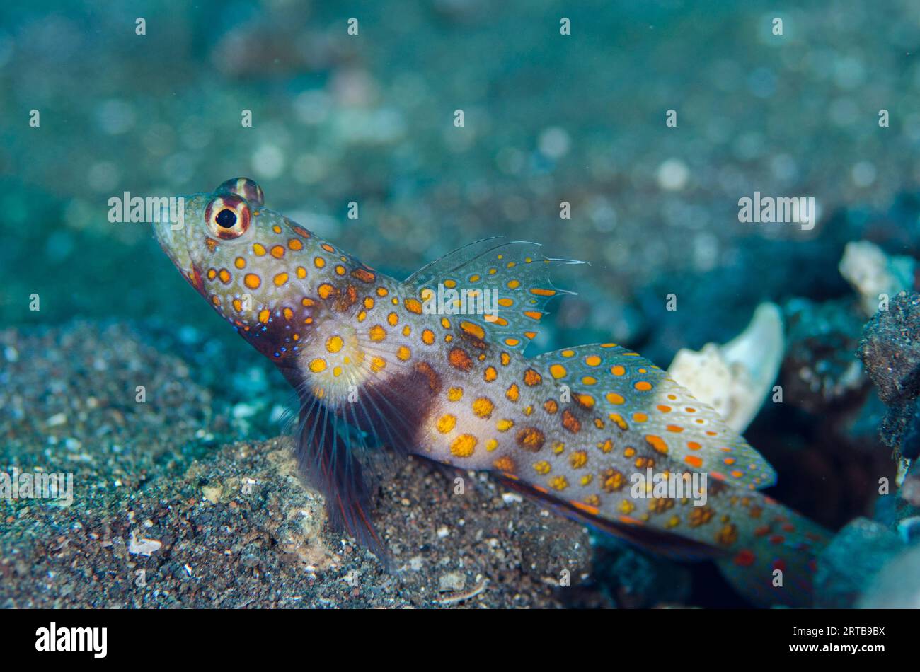 Gefleckte Garnelen, Amblyeleotris guttata, mit verlängerten Flossen für Loch, Bulakan Tauchplatz, Seraya, Karangasem, Bali, Indonesien Stockfoto