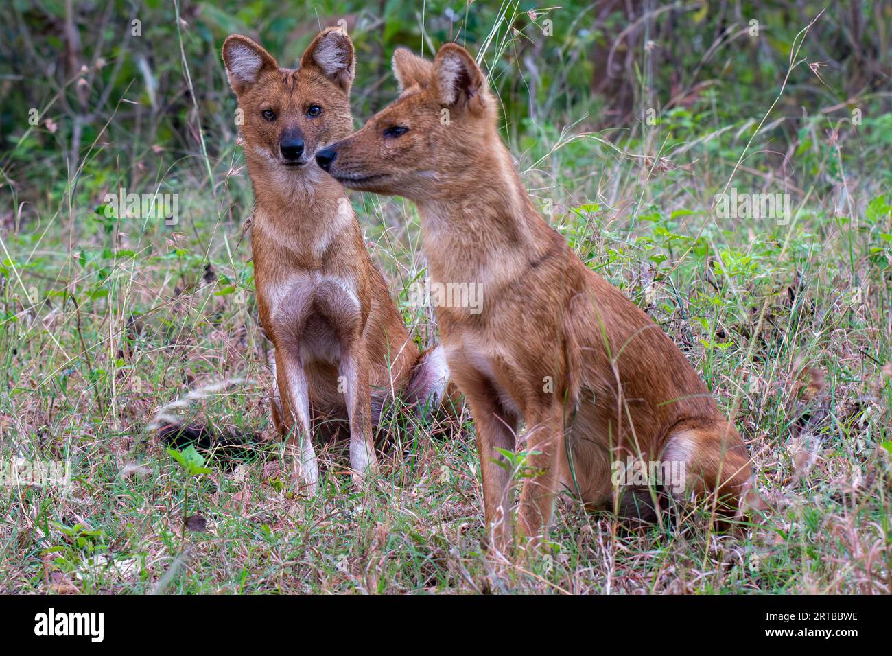 Wildhundjagd - Bandipur, Karnataka, Indien Stockfoto