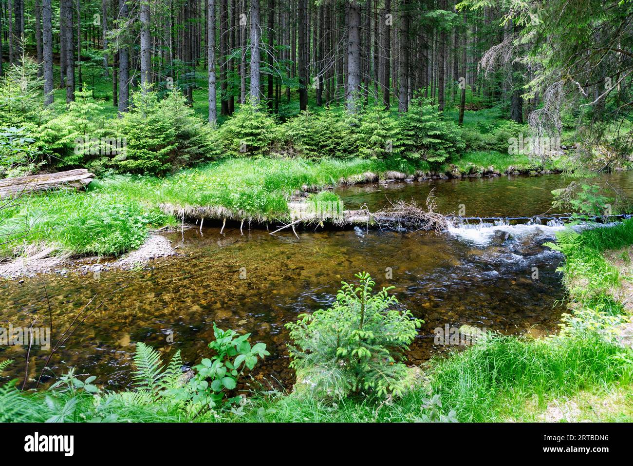 Großer Deffernik im Nadelwald bei Bayerisch Eisenstein im Bayerischen Wald in Niederbayern Stockfoto