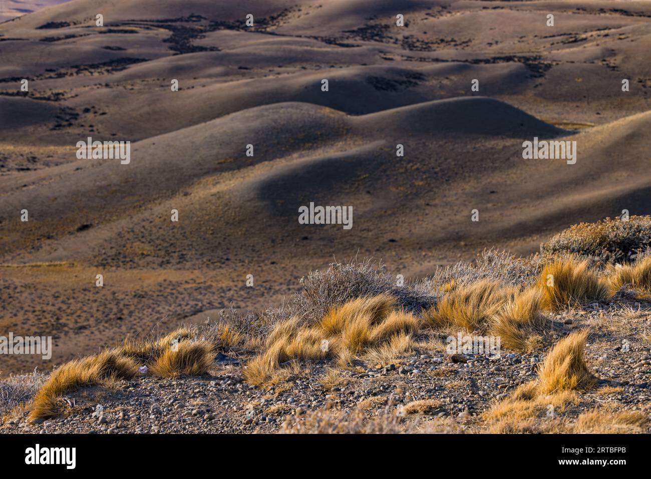 Trockenes gelbes Gras, isoliert gegen sanfte braune Hügel in den Pampas Argentiniens, Patagoniens, Südamerikas Stockfoto