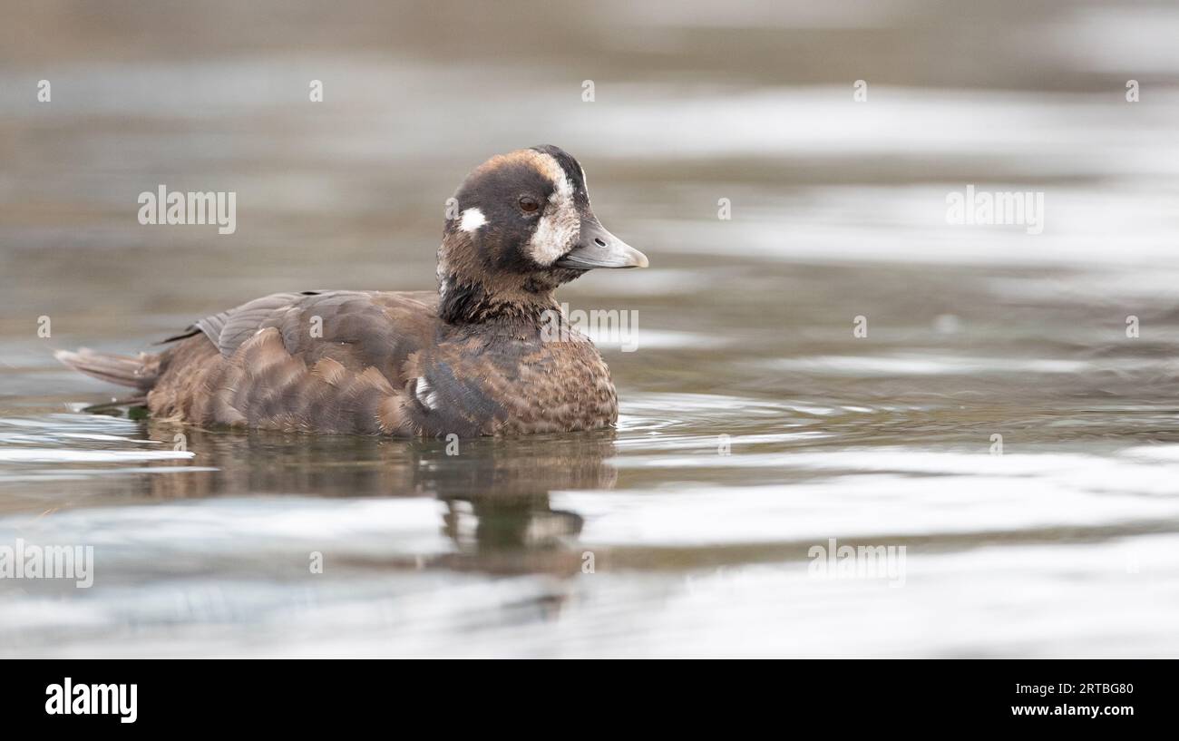 harlequinente (Histrionicus histrionicus), Erwachsene schwimmende Frau, USA Stockfoto
