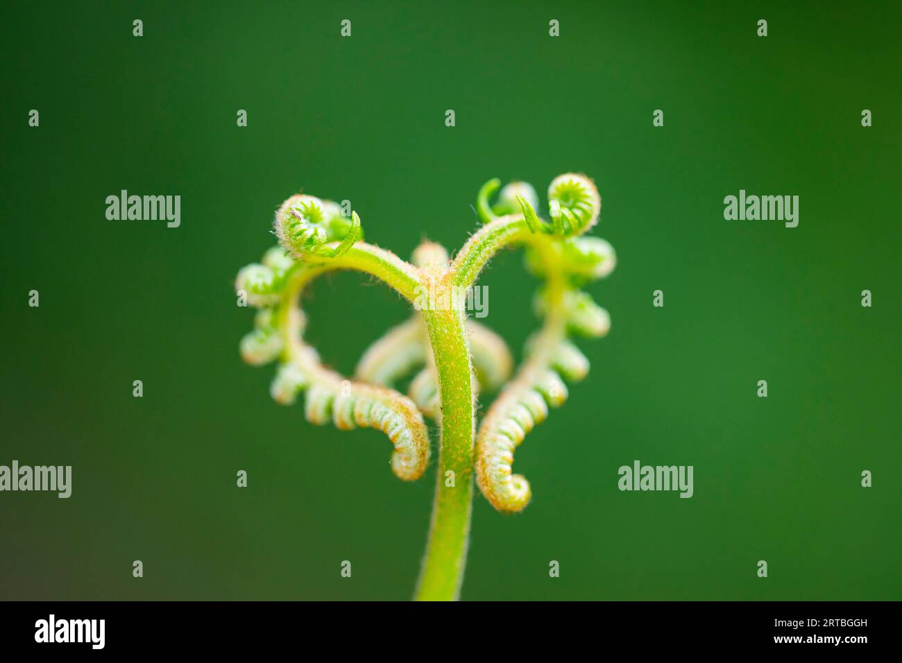 bracken fern (Pteridium aquilinum), Developing frond, Niederlande, Drenthe Stockfoto