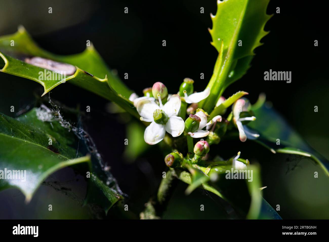 Stechpalme, gewöhnliche stechpalme, Englische stechpalme, Europäische stechpalme, weihnachtsstechpalme (Ilex aquifolium), blühend, Niederlande, Frisia Stockfoto