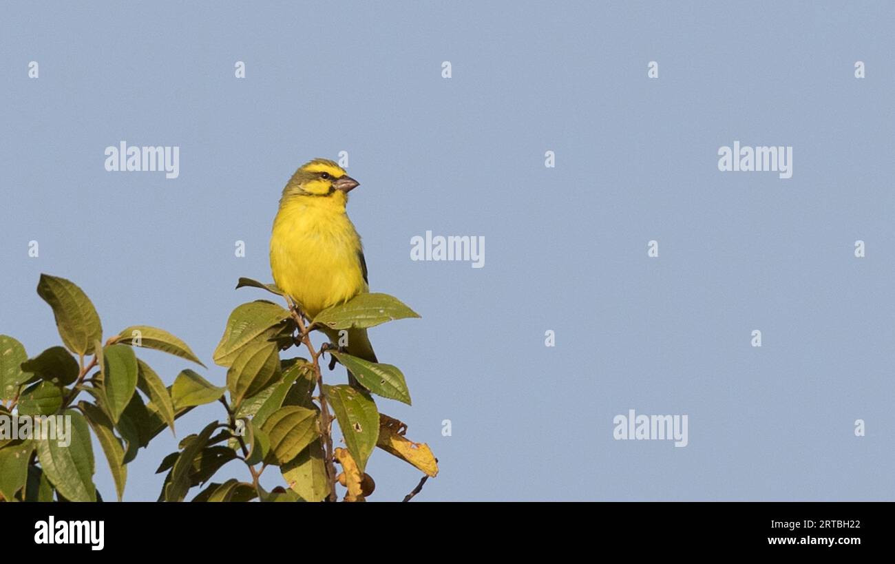 gelbstirnkanarienvogel (Serinus mozambicus), eingeführt und in einem Baum thront, USA Stockfoto