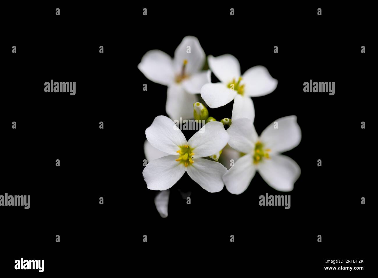 Sandkresse (Cardaminopsis arenosa, Arabidopsis arenosa), Blumen, Niederlande Stockfoto