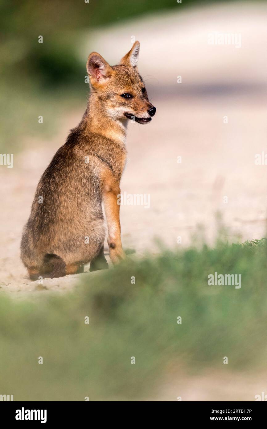 Eurasischer Goldschakal, Europäischer Schakal (Canis aureus moreoticus, Canis moreoticus), Welpe auf einem Pfad sitzend, Rumänien, Donaudelta Stockfoto