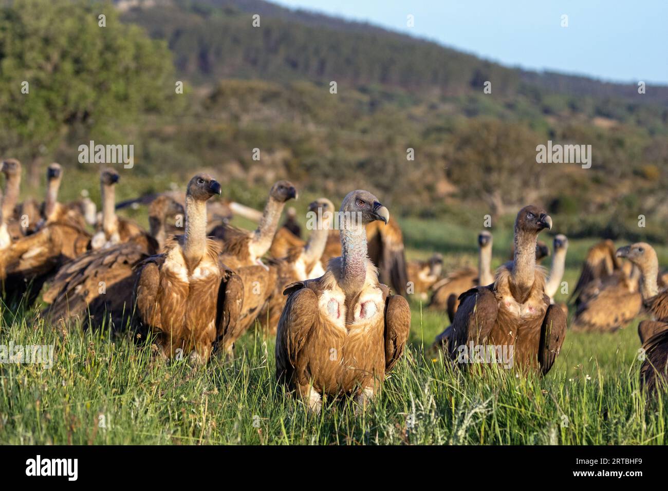 gänsegeier (Gyps fulvus), Gruppe in Dehesa im Gras vor totem Tier, Spanien, Extremadura, Sierra de San Pedro Stockfoto