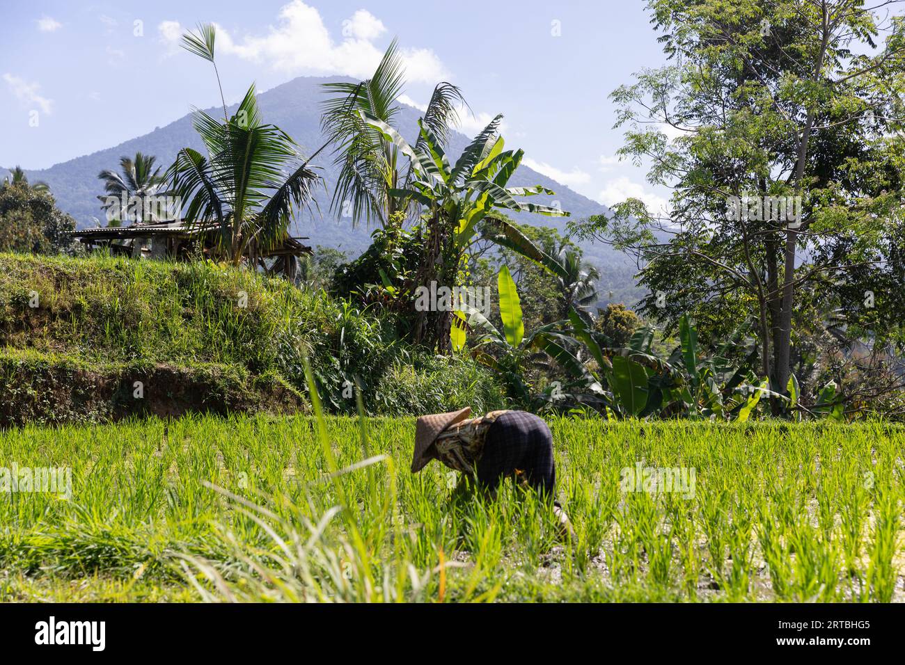 Balinesische Bauern arbeiten auf den UNESCO-Reisterrassen in Jatiluwih, Bali, Indonesien. Es zeigt das Subak-System für die Reisfelder von Bali. Stockfoto