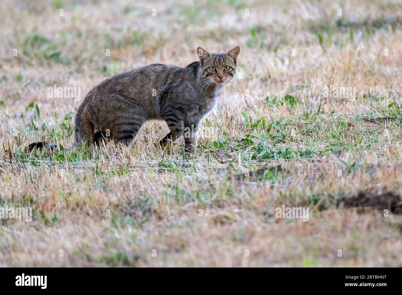 Europäische Wildkatze, Waldwildkatze (Felis silvestris silvestris), stehend auf einer Wiese, Seitenansicht, Spanien Stockfoto