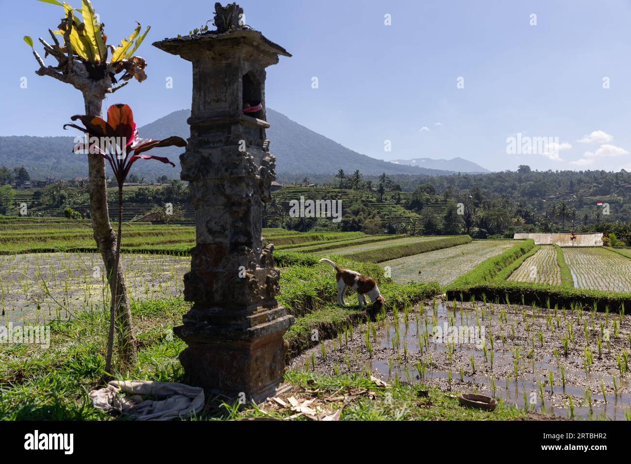 Ein Bali-Hund trinkt von den Reisfeldern neben einem balinesischen Hindu-Schrein in Jatiluwih, Bali, Indonesien Stockfoto