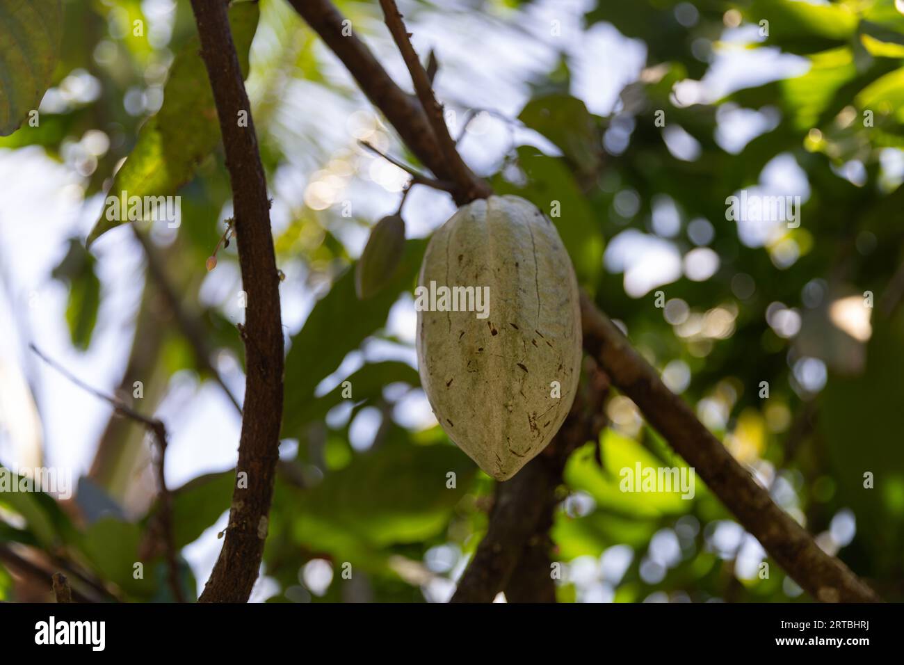 Kakaobaum in Jatiluwih, Bali, Indonesien Stockfoto
