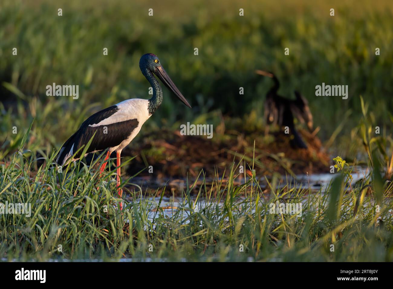 Ein wunderschöner weiblicher Schwarzhals-Storch genießt die frühe Morgensonne. Stockfoto