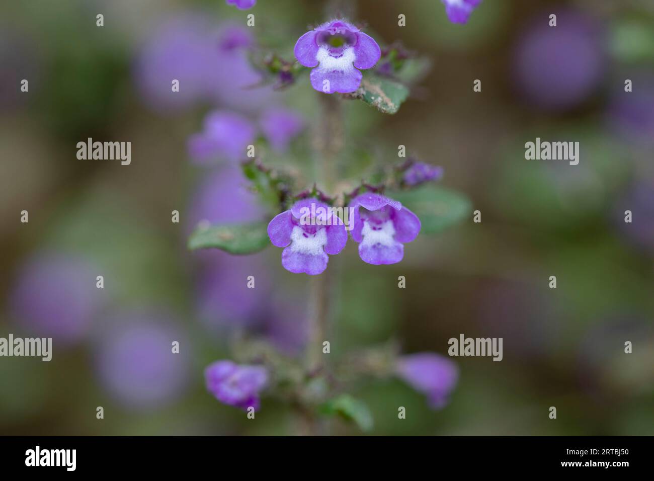 Springsavory, Basilikum Thymian (Acinos arvensis, Clinopodium acinos), Blooming, Niederlande Stockfoto