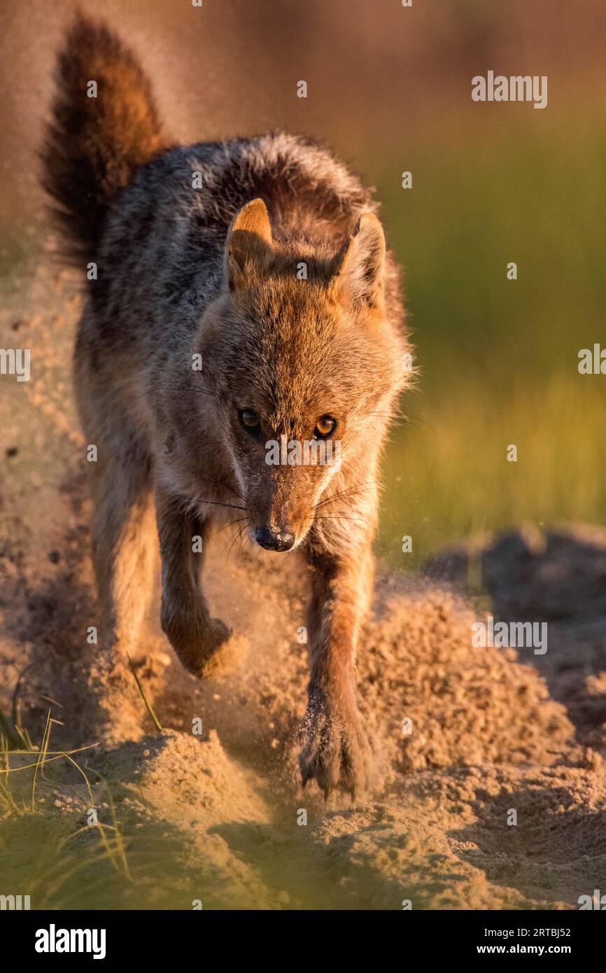 Eurasischer Goldschakal, Europäischer Schakal (Canis aureus moreoticus, Canis moreoticus), Graben in sandigem Boden, Vorderansicht, Rumänien, Donaudelta Stockfoto