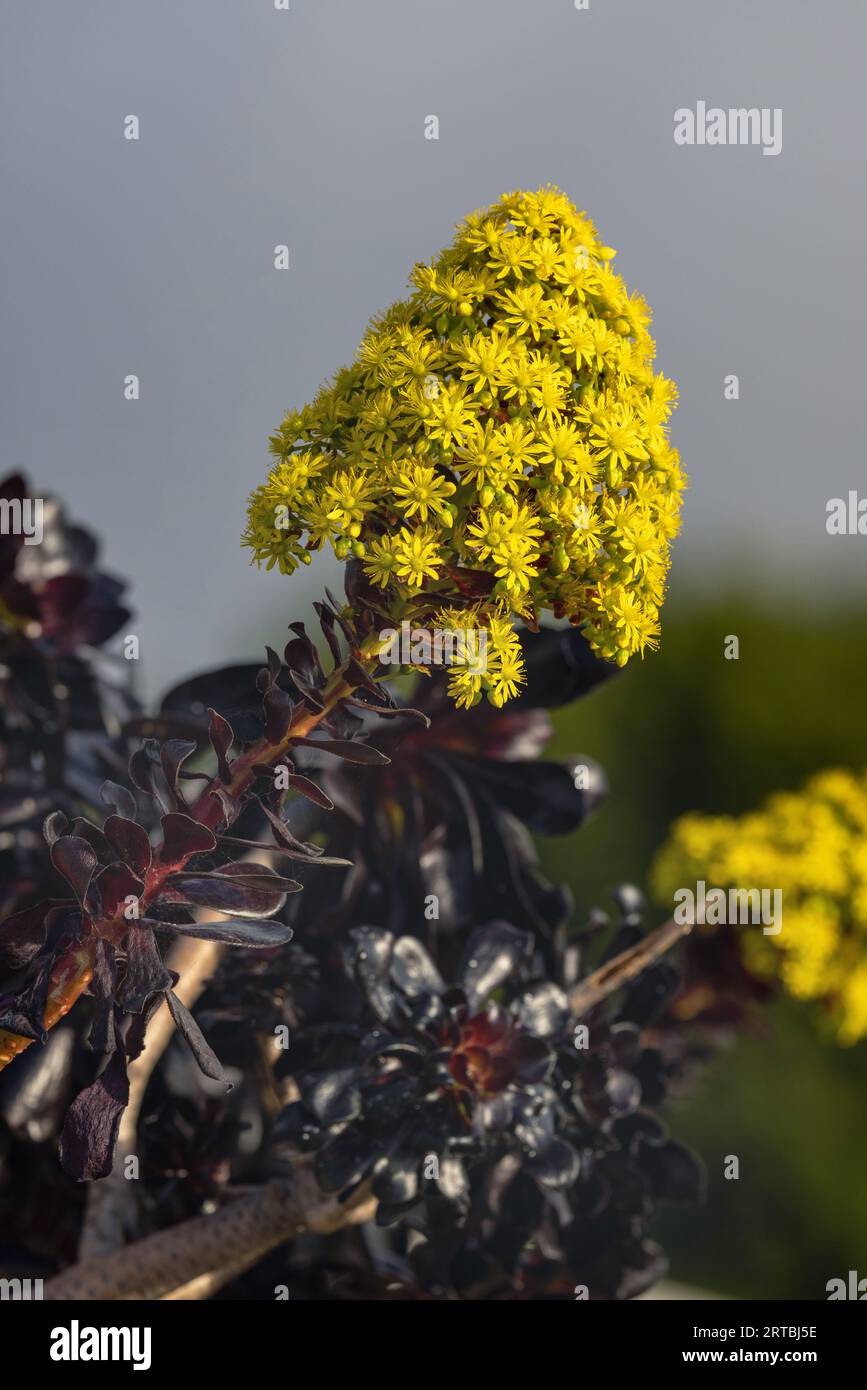 Aeonium (Aeonium arboreum), Blooming, Kanarische Inseln, La Palma Stockfoto
