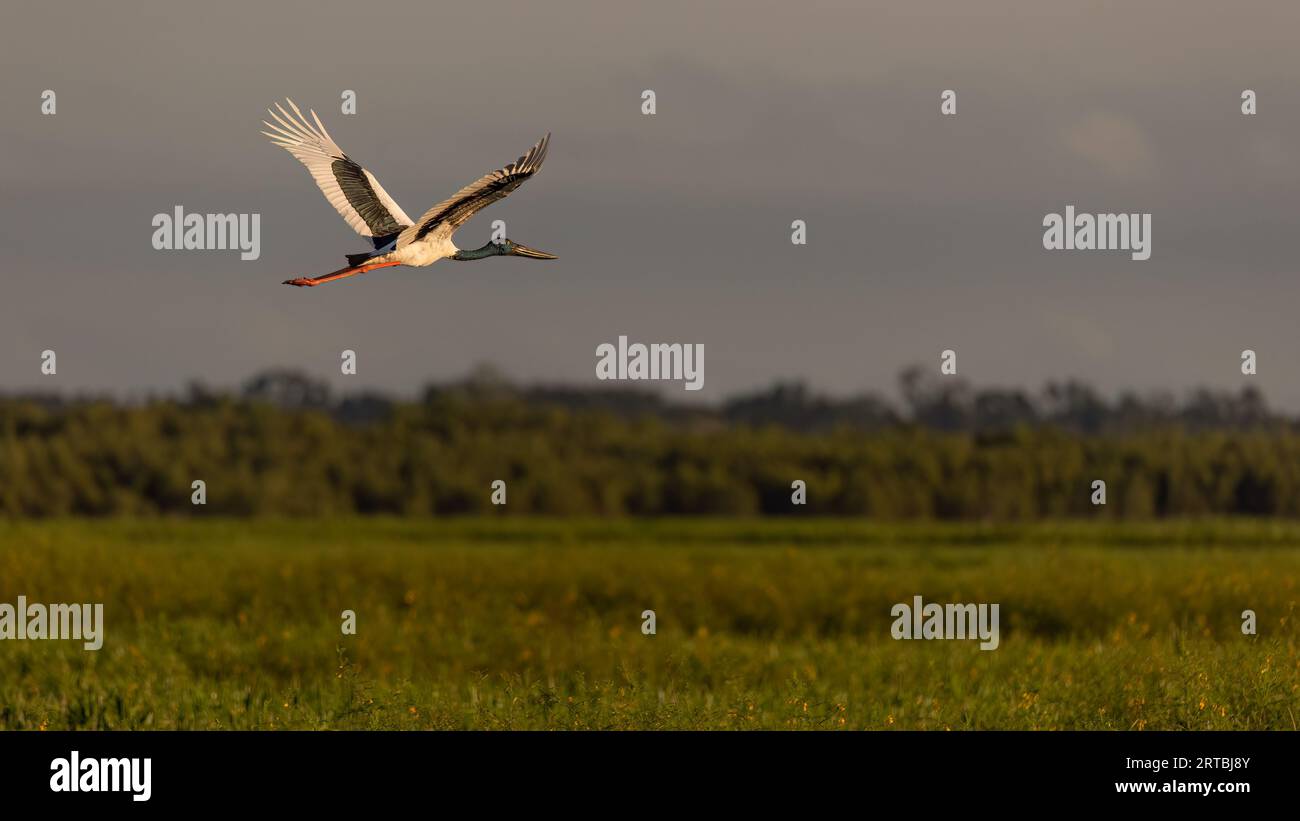 Ein Schwarzhalsstorch fliegt über ein Feuchtgebiet des Northern Territory. Stockfoto