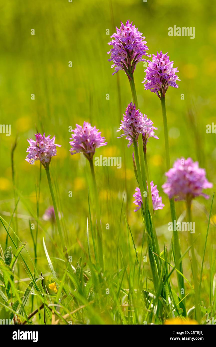 Trident-Orchidee, Neotinea tridentata Stockfoto